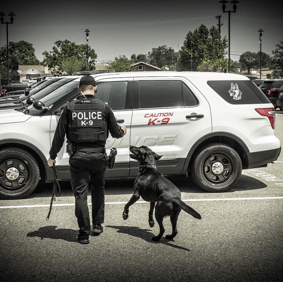 K9 Goose